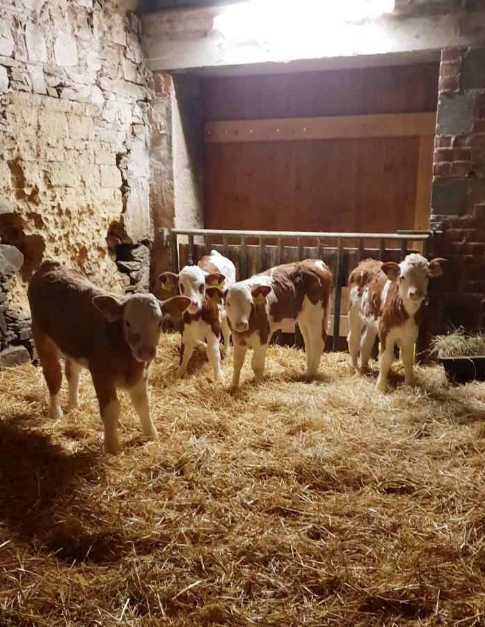 Ferienwohnung Gruengut Weckersdorf Bagian luar foto